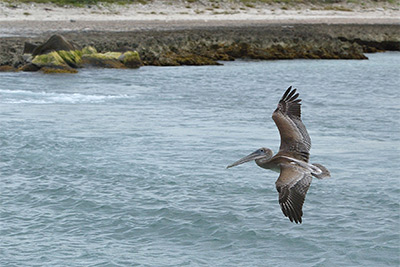 Soaring pelican